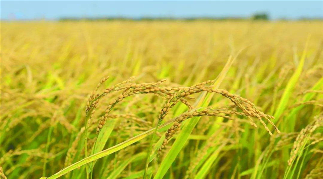 我國有機(jī)產(chǎn)品認(rèn)證管理制度的新特點(diǎn)