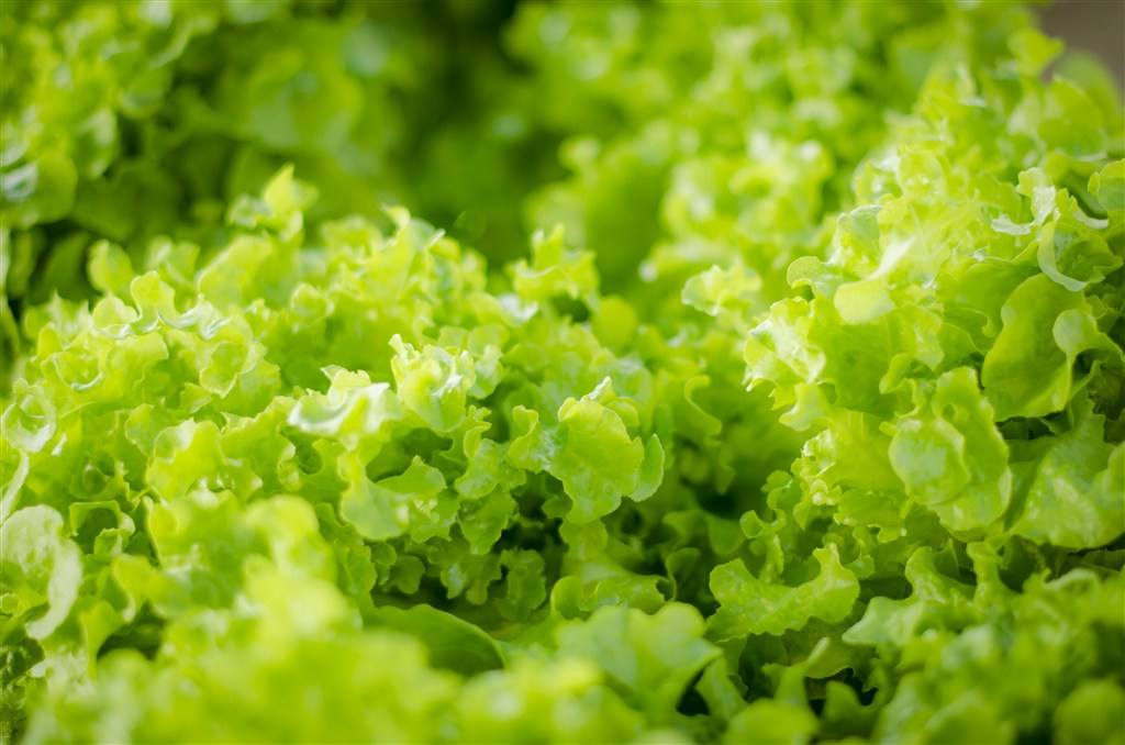 有機產(chǎn)品認證之有機產(chǎn)品銷售企業(yè)質(zhì)量控制辦法