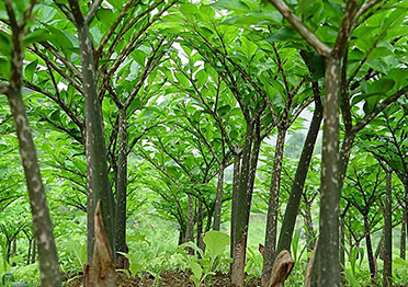 四川深山農(nóng)業(yè)科技開(kāi)發(fā)有限公司