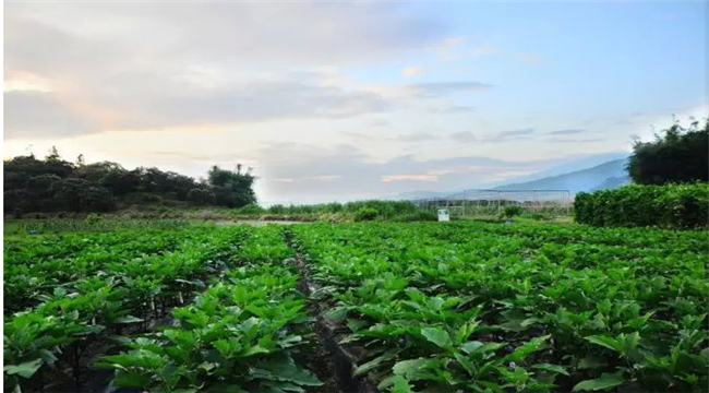 有機產(chǎn)品認證管理辦法之認證證書和認證標志